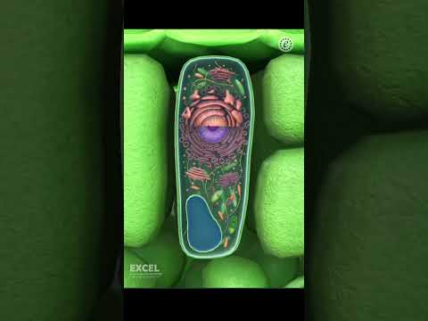 How small is DNA ?😱 | 3D animation🧬 | Excel Institute Vadodara #neet2024 #biology #genetics #shorts