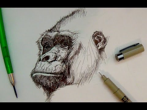 Pen Ink Drawing Tutorials | Realistic gorilla portrait