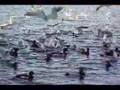 Sea Gull VS Duck