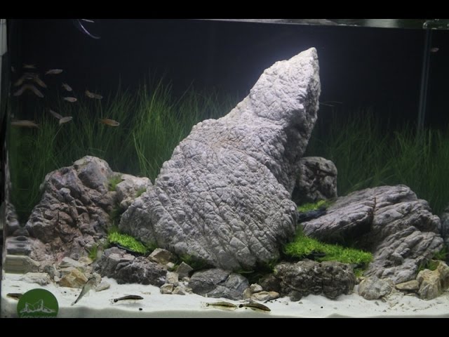 Les aquariums aquascape de poisson d'or 8 semaines plus tard