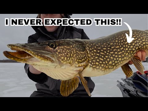 I NEVER Thought This Lake Would Hold Fish!! (GIANT Pike While Ice Fishing)