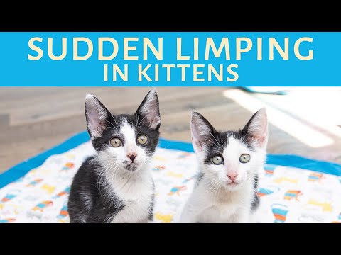 Kittens suddenly limping? Here's how to help kittens with limping calici.