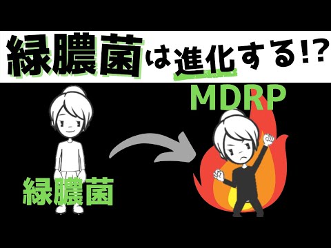 走査電子顕微鏡による緑膿菌