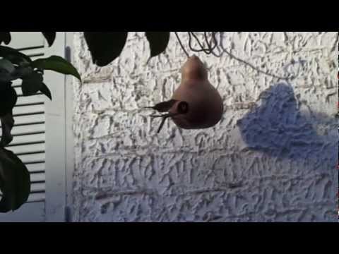 A Corruíra e seus filhotes na Casinha de Porongo