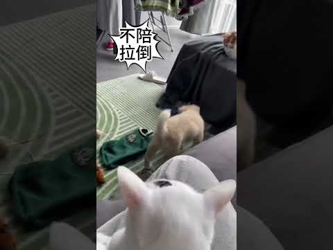 #funny small animals#pets doing silly things#InfluencerLife# Cats Acting Crazy#PetPranks