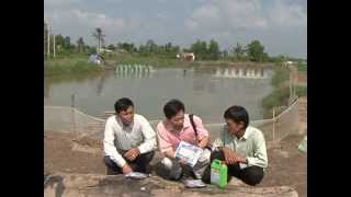 Cà Mau nuôi tôm thành công