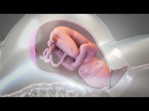 First Trimester 3D Animated Pregnancy Guide