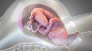 Child Birth  Normal delivery Animated Video ｡⁠