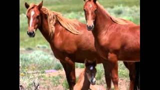 Nevada Trails Presents:  Lacy J. Dalton's "Wild Horse Lullaby"