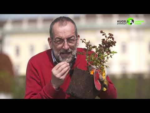 Volker Kugel: Rosenglück – Pflanzanleitung für prächtige Blüten