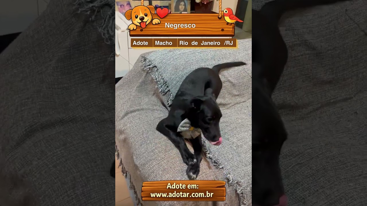 Cachorro raça SRD-ViraLata idade 7 a 11 meses nome Negresco