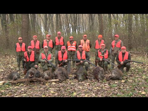 Hunting Serbia - Lov divlje svinje u lovištu Hrastovača kod Kostolca | Wild boar hunting FULL VIDEO
