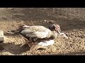 FUGA & FEMALE MUSCOVY THE LIGHT IN THE SUN AFTER THE CREATE WATERBIRDS IN THE BACKYARD