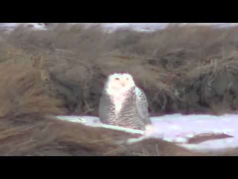 Snowy Owls at NH Coast