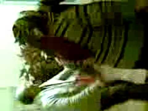 tigani de la tamna sat. fata cremenii