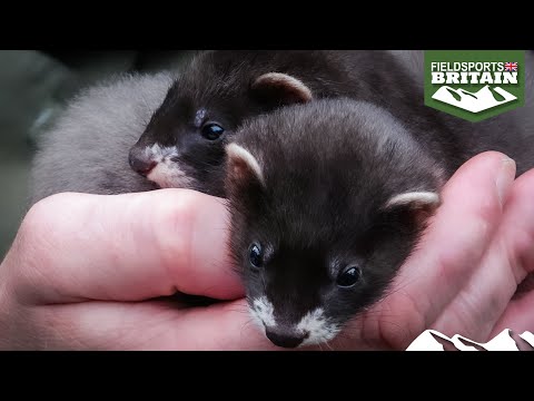 For the love of ferrets