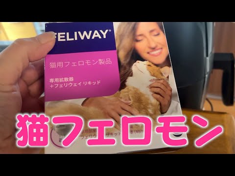 猫のフェロモンとは何か、そしてその使い方