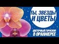 ТЫ, ЗВЕЗДЫ И ЦВЕТЫ (КЕЛЬТСКИЙ ГОРОСКОП) 