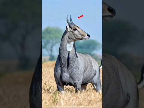 This “Blue Bull” Isn’t a Bull… It’s a Speed Monster!#ytshorts #trending #facts