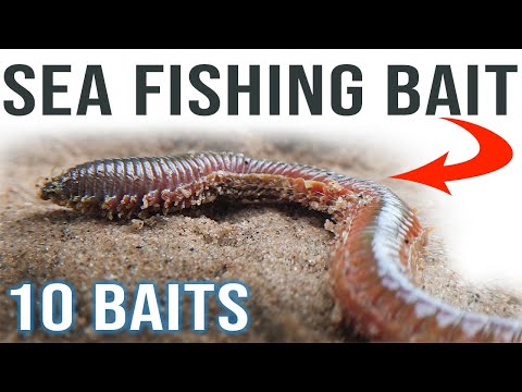 Sea Fishing Bait for Beginners | Sea Fishing UK