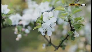 Download lagu Nasha TV (Наша ТВ) - Spring Ident mp3 Download lagu Nasha TV (Наша ТВ) - Spring Ident mp3