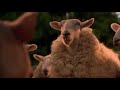 Babe UK VHS And DVD Promo Available Now