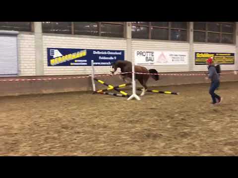 2-jährige Stute v. Baloutelli-Cordobes I