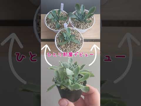 3月から庭に植える赤い葉を持つ多肉植物トップ3  庭園