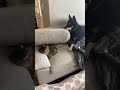 Cute Cat Dog Funny Shorts