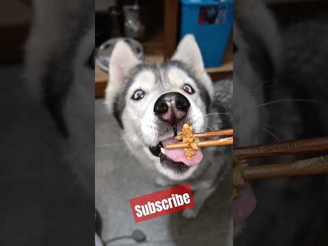 Sushi Girl #youtube #youtubeshorts #husky #dog #puppy #sushi #viral #funny #shorts #fun #food #cute
