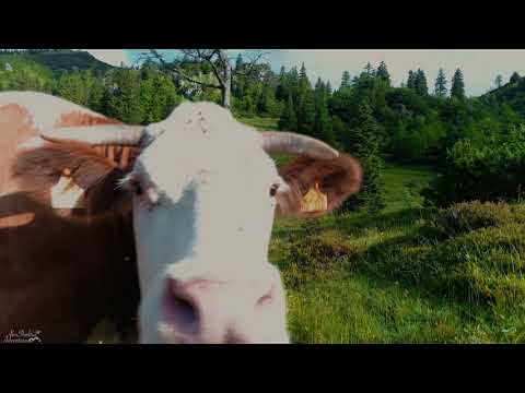 Emma Verde - Evergreen Music Video