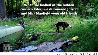 Hope For Paws Puppy Rescue Update Miss Mayfield & Other Stray Dogs! EP #3 The Street Dog Report