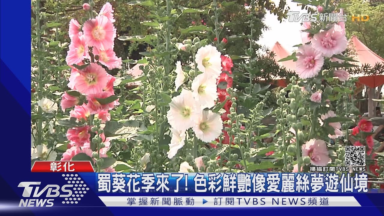 蜀葵花季來了!色彩鮮艷像愛麗絲夢遊仙境