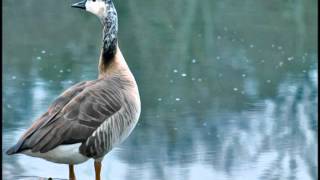 Mark Knopfler - &quot;Remembrance Day&quot;