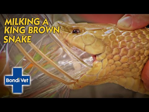 King Brown Snake Bites And Injects Himself With Venom! | Bondi Vet