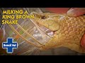 King Brown Snake Bites And Injects Himself With Venom! | Bondi Vet