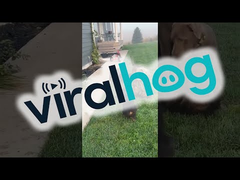 Pet Raccoon Plays With Puppies || ViralHog