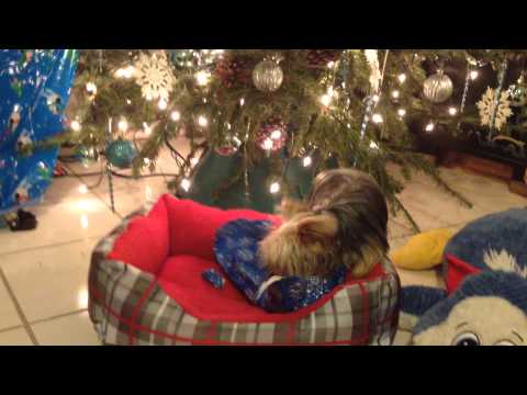 Rosie opening her 1st Christmas present - 2013