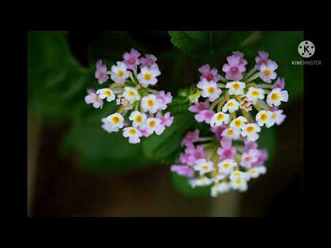 Summer flower #top 10 #summer  🌺🌻🌹🌷flowers to grow in summer🌞🏖️ season