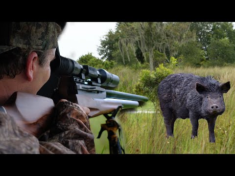 WILD HOG HUNT with .72 Cal AIR RIFLE - Aea Zeus