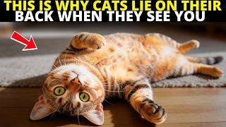 Why Cats Lie on Their Backs When They See You