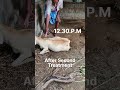 Excessive concentrate ingestion# Sheep#ewe Acidosis#Pregnancy ketosis