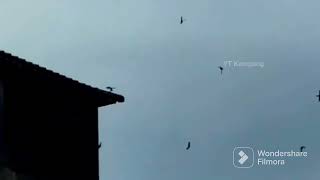 Download lagu SP-RAJA SEDOT BISA MENYEDOT ANAKAN DAN LIAR#geratis#suara#burung mp3