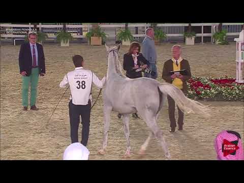 N.38 NAYLA AL NASSER - 2019 Qatar Int. Peninsula show - Fillies 2 years old (Class 2B)