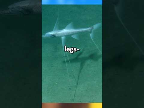 Weirdest Animal Abilities…