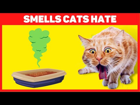 10 Smells Cats Hate 🐈💨🤢