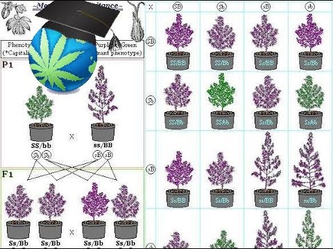 Cannabis Breeding Basics - Advanced Topic