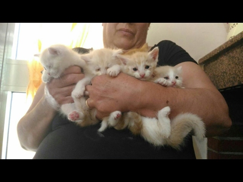 Targhe da vermi per la persona a buon mercato Parassiti in targhe il prezzo