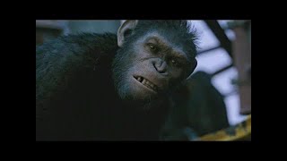 [問卦] 為何想要上位的猩猩瘋到去殺其他的同志？