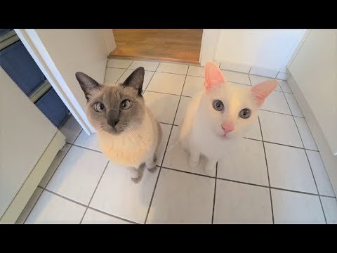 Tutorial: How To Stop Cats From Fighting Part 1 - Harmony in Multi-Cat Household